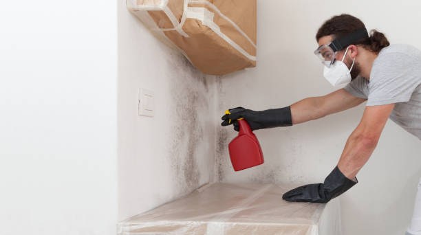 Professional Attic Mold Removal technician working in Bridgewater, NJ