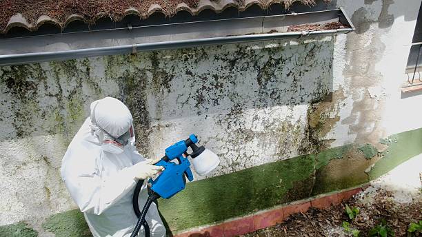 Trusted Attic Mold Removal service in Bridgewater, NJ - Cheap Mold Removal